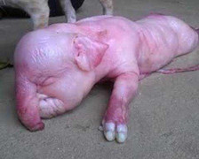 Gà 4 chân, bê 2 đầu, heo có vòi như voi ở Việt Nam