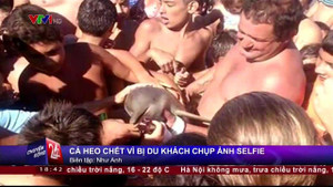 Cá heo con chết 'tức tưởi' vì chụp ảnh selfie