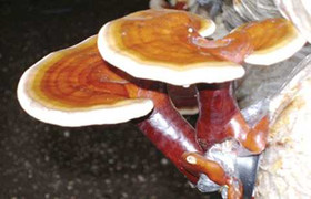 Loại nấm giúp tăng tuổi thọ, phòng chống ung thư