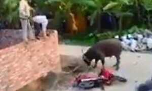 Video: Bắn hạ trâu 'điên' đại náo làng quê, húc 3 người bị thương