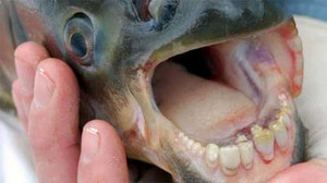 Lạ lùng loài cá chỉ thích cắn tinh hoàn đàn ông