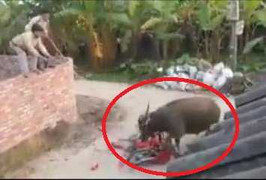 Clip: Bị giết thịt không chết, trâu nổi điên kéo lê xe máy ở Hải Dương