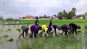 Clip: Há hốc mồm với dàn thợ cấy ‘đỉnh’ nhất quả đất