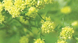 2 cây cỏ đặc biệt được vinh danh trong giải Nobel Y học