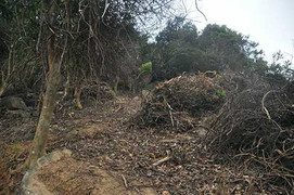 Vụ phá rừng ở Sơn Trà: Kiểm điểm cán bộ kiểm lâm sai phạm