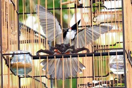 Giám đốc Sở 30 tuổi lên tiếng vụ truy tố 2 kẻ trộm chim