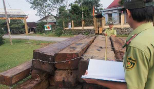 Bắt Phó giám đốc ban quản lý bảo vệ rừng bán gỗ lấy tiền tiêu xài