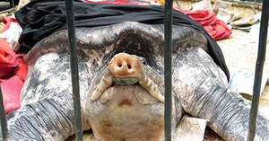 Cận cảnh ba ba 'cụ' gần 20kg ở Hải Phòng