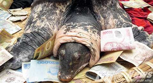 Bắt ba ba 'cụ' ở Hải Phòng: Chính quyền ra công văn hỏa tốc