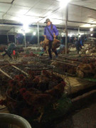 Khám phá chợ cá bí ẩn nhất Hà Nội