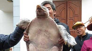 Ba ba 'cụ' ở Hải Phòng từng bị săn lùng 20 năm trước