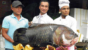 Cá 'khủng' liên tiếp 'đổ bộ' nhà hàng TP.HCM
