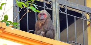 Khỉ mặt đỏ nhảy nhót khắp ban công, gây náo loạn khu dân cư ở Hà Nội