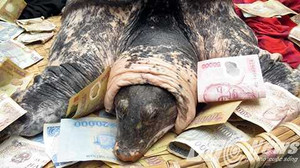 Ba ba 'khủng' ở Hải Phòng có 'họ' với cụ rùa Hồ Gươm