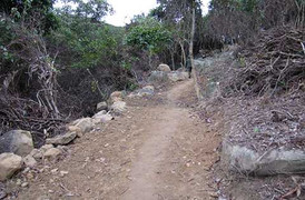 Rừng Sơn Trà bị 'xẻ thịt': Đình chỉ công tác Hạt trưởng kiểm lâm