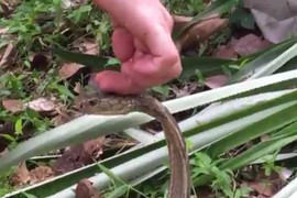 Rùng mình clip bé trai xoa đầu rắn hổ mang chúa cực độc