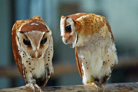 Bí ẩn loài chim 'thần chết'