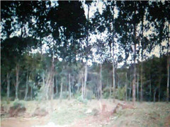 Bị đổ oan trộm hoa, một học sinh cấp 2 treo cổ tự tử