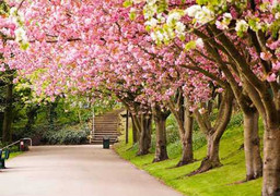 Sang năm, hoa anh đào sẽ nở rộ ở Hà Nội?