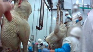 Hé lộ nỗi kinh hoàng trong cơ sở 'tử thần' lấy da đà điểu làm túi xách