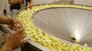 Sốc nặng hình ảnh trong nhà máy ấp gà con