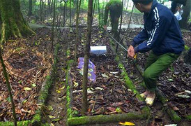 Trộm náo loạn 'khu rừng ngàn tỷ' trên đỉnh Ngọc Linh