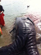 Quái vật hai đầu dạt vào bờ biển Mexico gây sốc