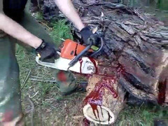 Clip: Kỳ lạ thân cây ‘rỉ máu’ khi bị cưa