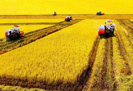 Đầu tư trồng rau nuôi bò ở nước ngoài, đại gia Việt đang 'thừa tiền'?