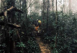 Đoàn Kiểm lâm bị nhóm người lạ tấn công