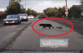 Nhiều người tham gia giao thông tự thấy xấu hổ với loài chó khi xem video này