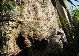 Bí ẩn 'Cây thần' khổng lồ ngàn tuổi không ai dám đến gần ở Sơn La