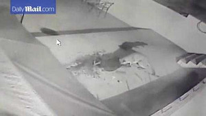 Clip: Chó nhà 'huyết chiến' với sư tử