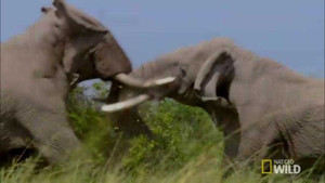 Clip: Hai voi đực hỗn chiến giành bạn tình