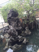 Thực hư kho báu dưới gốc cây sanh 14 tỷ đồng nhà 'bạo chúa' Ngô Đình Cẩn