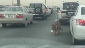 Giật mình cảnh hổ lững thững đi trên đường cao tốc