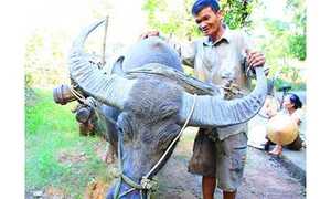 Thu nhập không tin nổi của nghề huấn luyện trâu