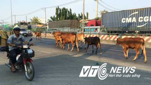 Đàn bò thả rông đại náo quốc lộ ven Sài Gòn