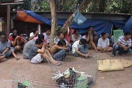 Đột kích trường gà 'khủng', thu giữ hàng trăm triệu đồng