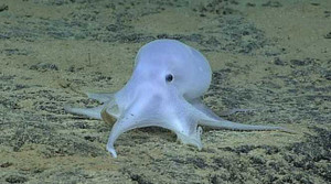 Video: Tìm thấy bạch tuộc 'ma' kỳ dị