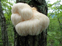 Kì dị 'đầu khỉ mọc trên cây'