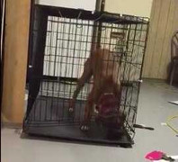 Clip: Vượt ngục phiên bản chó cực hài hước