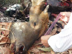 Lộ diện 2 kẻ giết bò tót quý hiếm tại khu bảo tồn