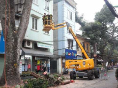 Hà Nội bán đấu giá gỗ, củi từ cắt tỉa cây xanh