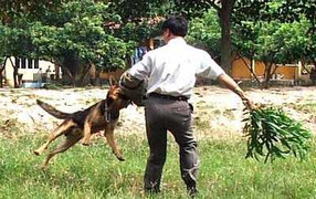 Vì sao chó hung hãn lao vào tấn công chủ?