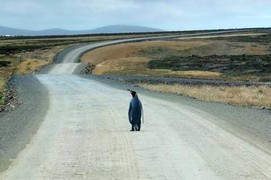 Cực thông minh, chim cánh cụt bắt xe xin đi ké về nhà khi bị lạc