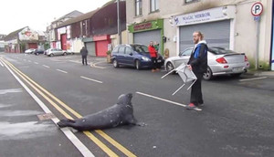 Clip: Hải cẩu ‘siêu lười’ bò vào nhà hàng hải sản xin ăn