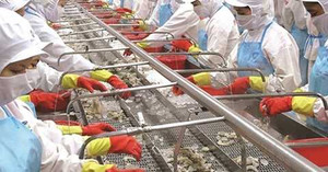 'Vua tôm' Minh Phú lại gặp hạn