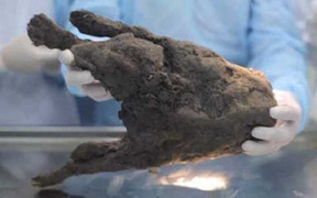 'Hồi sinh' giống chó cổ đại tuyệt chủng bị đóng băng hơn 12.000 năm