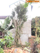 Cận cảnh cây chè 200 tuổi giá tỷ đồng ở Hà Nội